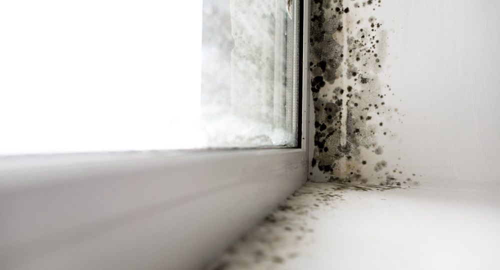 Dangers of Mold Growth