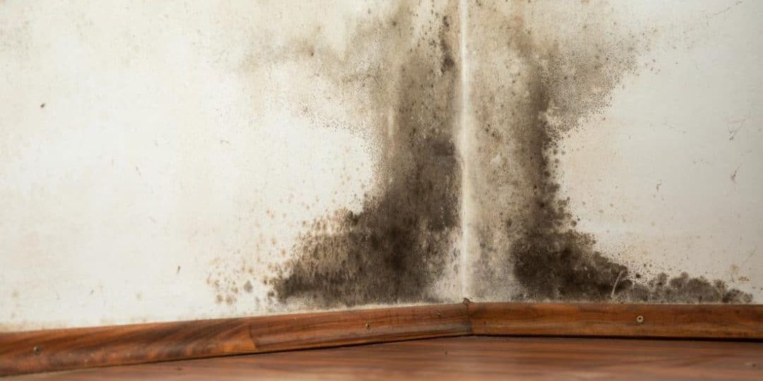 Common Household Mold Tips