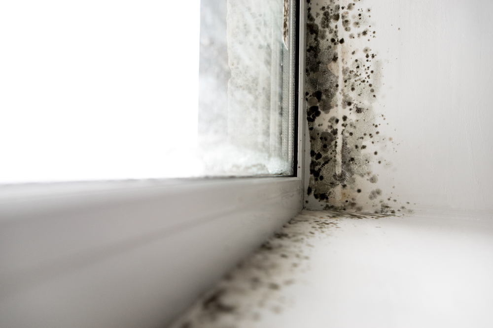 Dangers of Mold Growth